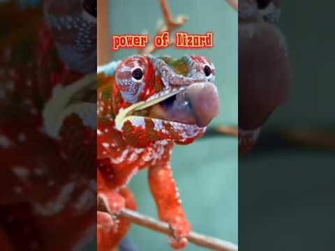 video-1/30 animal|power of lizard|#shorts #lizard #premadeewanaofficial