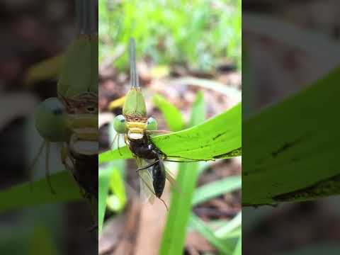 Damselfly #nature #dragonfly