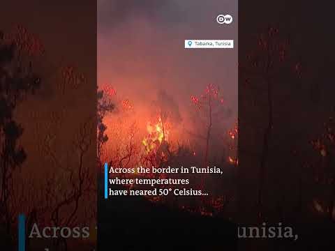 Wildfires ravage Algeria | DW News