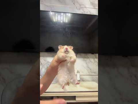 Do you still remember our promise#Baby Golden-threaded bear#How cute#Daily sharing of rat