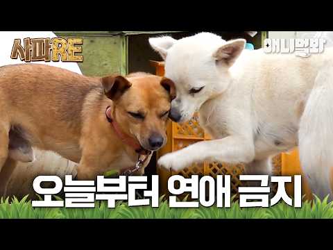 [사파RE] <strong>실수로</strong> 사고뭉치들을 너무 많이 낳아버렸어요..💦#동물농장 #animalfarm