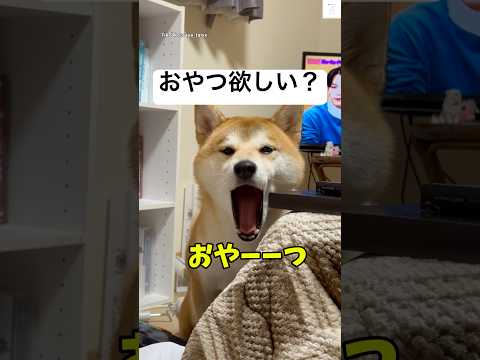 あざとすぎ‼️おやつ欲しがる柴犬😂　　#柴犬　#犬　#かわいい犬 #柴犬のいる暮らし #おやつ サムネイル