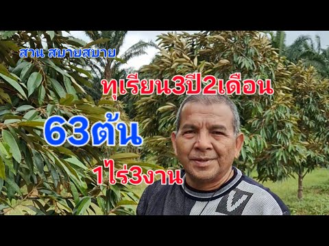 ทุเรียน3ปี2เดือน63ต้น1ไร่3งาน