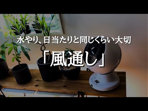 【風がないと枯れることも】観葉植物を元気に育てるための風通しとサーキュレーターの使い方 | 風の当て方 | おすすめサーキュレーター