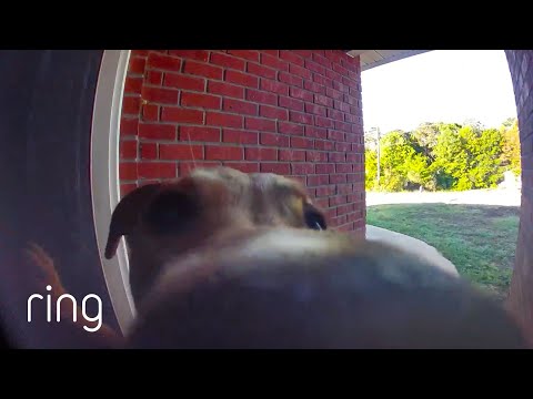 Dog Rings Doorbell After Breaking Out Of Yard | RingTV