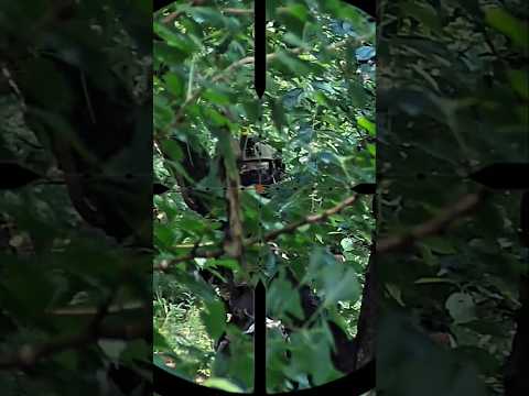 호송모드 저격수 시점 @Molcom_airsoft 주최 사용장비 @novritsch #ssg10a3