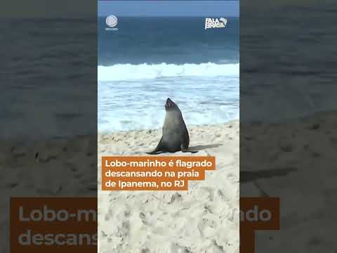 Lobo-marinho é visto descansando na praia de Ipanema, no Rio de Janeiro #FalaBrasil #Shorts