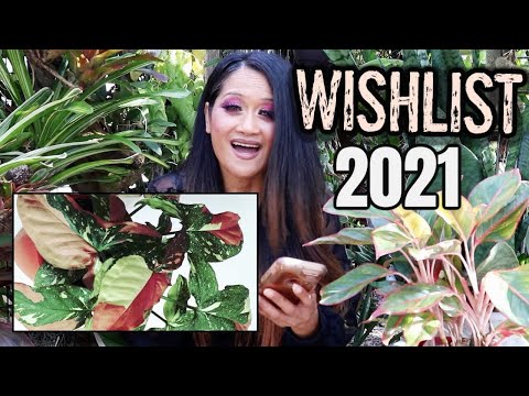 Wishlist Plants 2021 - Tips & Hacks Get More Plants, Collective Houseplants & Aroids, Foliage