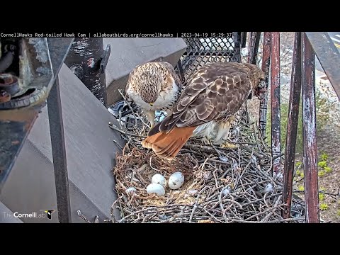 cornell red tailed hawk webcam