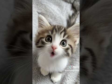 APT En versión Michi 🤣♥️