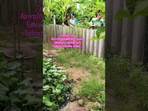 ทำเกษตรผสมผสานใช้ชีวิตแบบพอเพียง.. #เลี้ยงกบ #เกษตรผสมผสาน #nature #วิถีพอเพียง #เกษตรกรรมที่ยั่งยืน