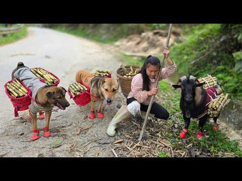 These little friends help transport sugarcane down to the market – a simple life in the mountains.