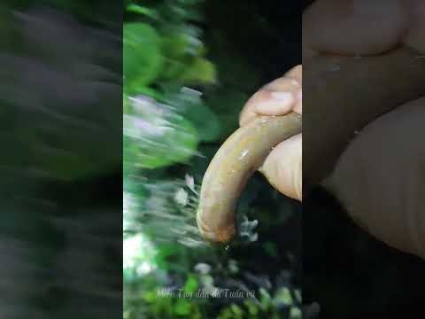 Về miền Tây bắt lươn đồng cá đồng/catch eels and fish. #caucalocbangvit #mientay