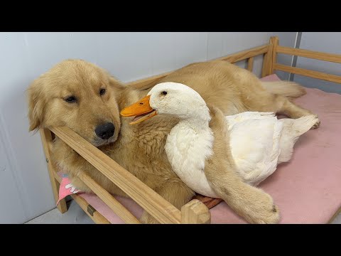 Duck: This golden retriever treats me like a lover!It's so heartwarming!Cute and funny animal videos