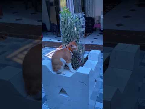 कार्तिक मास  मे #तुलसी का #catपौधा #सिम्बा खराब  कर  दे रहे रात मे नोच डालते है #love #cuteanimal 💞💞