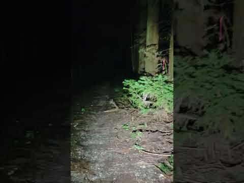 （心霊ショート）サマヨウモリ　#心霊スポット #心霊 #怪現象 #恐怖