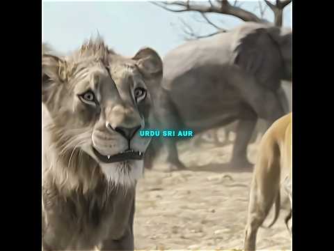 “Ghuspetiyon Ka Jaam, Aur Sher Ka Jawab!”#JungleKaBadla#SherKaJawab#EmotionalScene