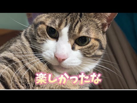 猫の動画サムネイル - 次男を好きな猫