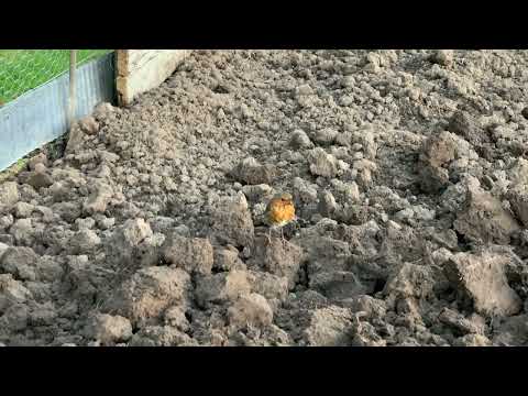 Click to view video Robin helps with the pest control on the allotment