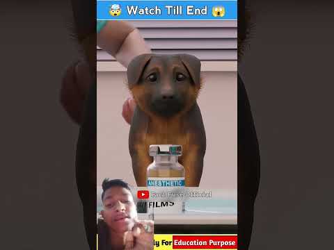 Dog Beard With Tail Docking #facts #3danimation #animals #pets #cartoon #animation #hindi