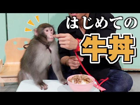 子猿に牛丼をあげると…え、食べんの？