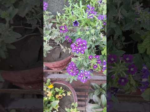 #music #love #coversong #song #deepfusic #musicapp #shortsfeed #cover #ytshortsindia #jesus