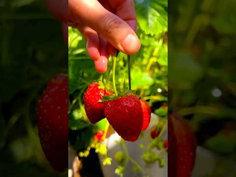 Satisfying Strawberry Picking 🍓✨