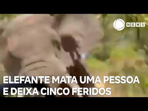 Elefante mata uma pessoa e deixa outras cinco feridas em safári no Zâmbia