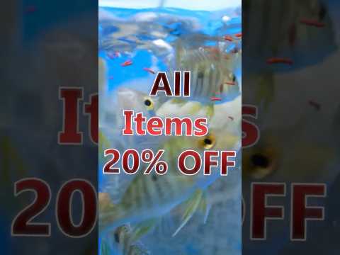 July 4th Sale! 20% Off Storewide 4th of July SALE! 🇺🇸🎆

All fish in stock are 20% OFF from today (July 4th) until Monday (Ju