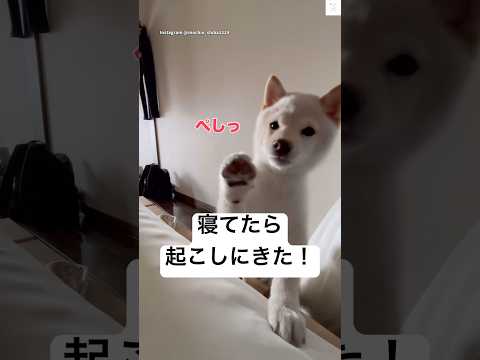 起きて‼️甘えたな子犬が可愛すぎる💕　#柴犬　#子犬　#白柴　#かわいい犬 #かわいい サムネイル
