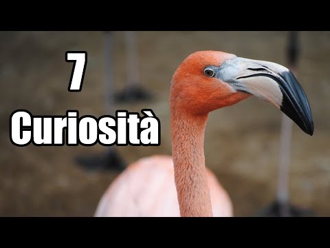 7 Curiosità sui Fenicotteri