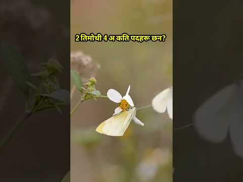 2 तिमोथी पत्र | Nepali Bible quiz| 2 Timothy questions?????