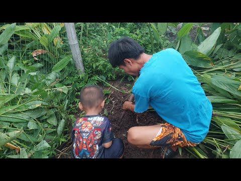 สองพ่อลูกพากันขุดมันสาคู