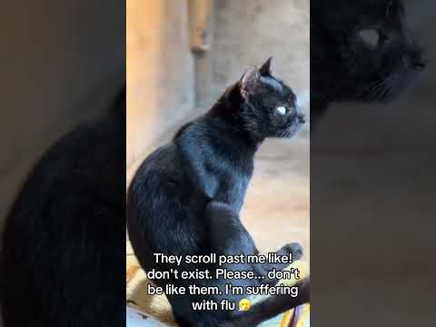 Please you scroll you will not see meagain #helpmeplease #catrescue