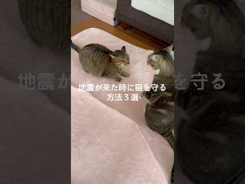 地震時に猫を守るための3つのポイントと実践方法 サムネイル