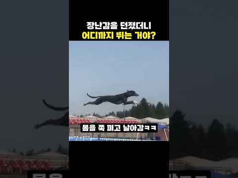 <strong>강아지</strong> 멀리뛰기 선수에게 장난감을 던졌더니