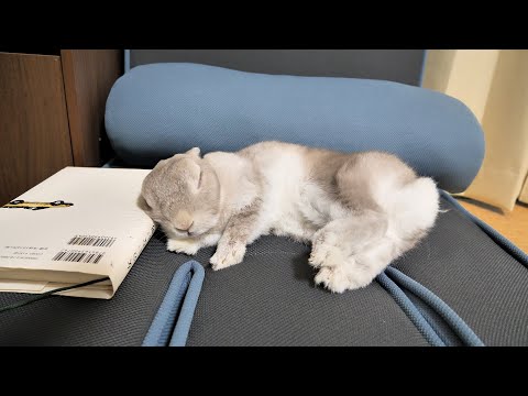 僕のお気に入り読書用座椅子がうさぎさんに取られた