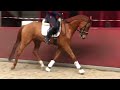 Dressage horse Kwaliteitsvol sportpaard