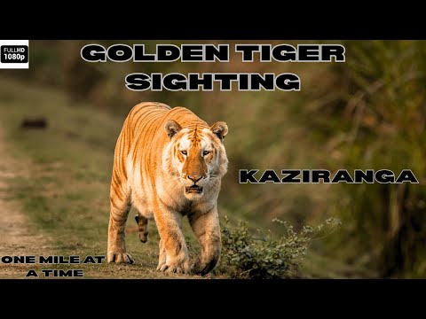 GOLDEN TIGER SIGHTING IN KAZIRANGA NATIONAL PARK | EP 2 | KAZIRANGA TIGER SIGHTING #tiger