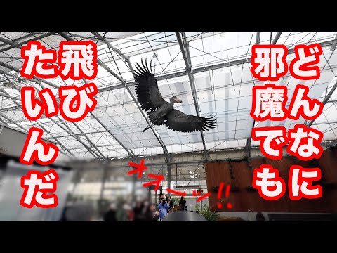 【旋回再び】それでも飛ぶんだ…! ハシビロコウふたばちゃんの飛びたい気持ちに涙が止まらない【冬のふたば号外】おまけ付き　2025年1月　Futaba,the Shoebill