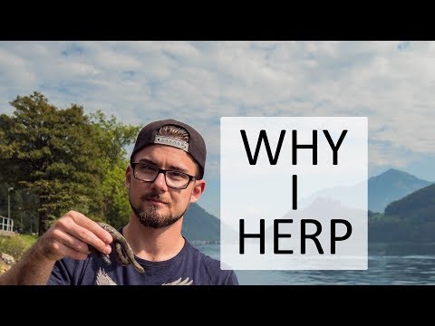 HERPING - A Short Documentary - Catching Wild Reptiles - The Bavarian Herper
