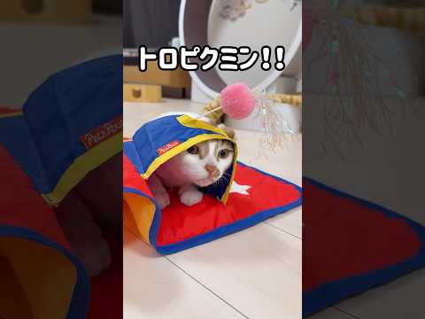 猫の動画サムネイル - 独特な遊び方をする猫トロしゃん！ #shorts