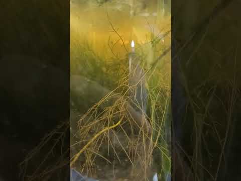 Filterless Miller swordtails aquarium 