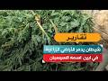 شيطان يدمر الأراضي الزراعية في ابين  اسمه السيسبان