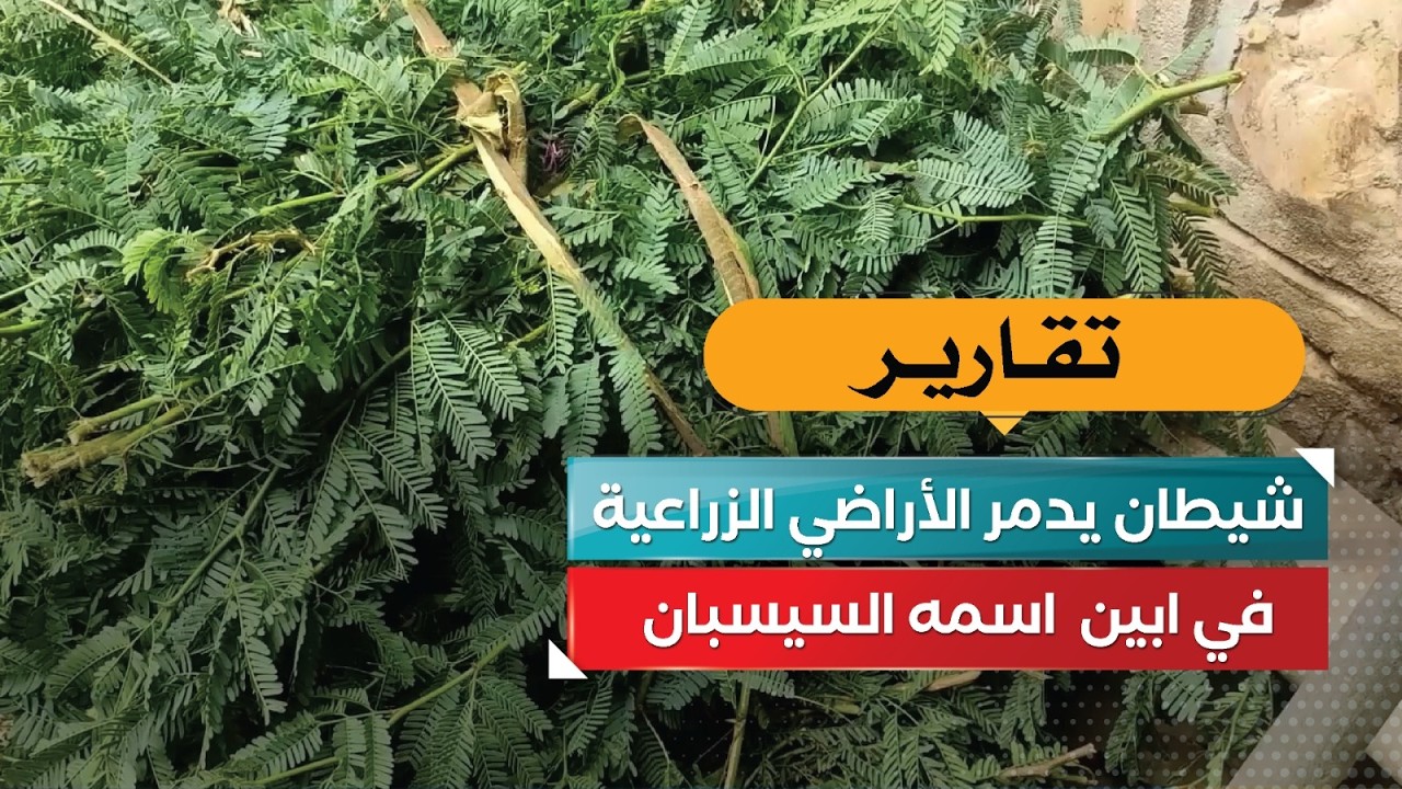 قناة السعيدة