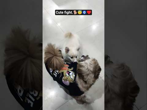 cute fight #dog #puppy #ytshorts #trending