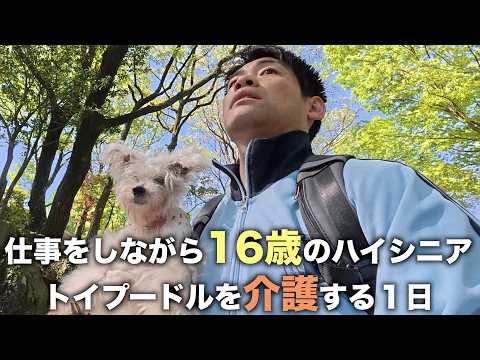 天国に旅立つ１週間前…働きながら16歳のトイプードルを介護する38歳の１日