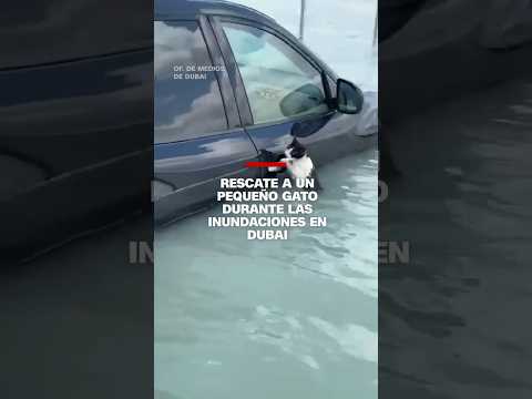 Rescate a un pequeño gato durante las inundaciones en #Dubai