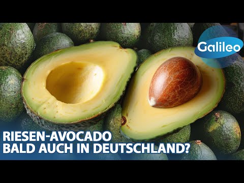 Kakao-König goes Avocado-Kaiser: Riesen-Avocado bald auch in Deutschland?