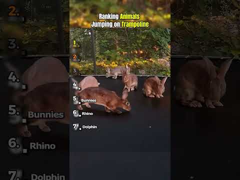 Animals Jumping Trampoline.😨